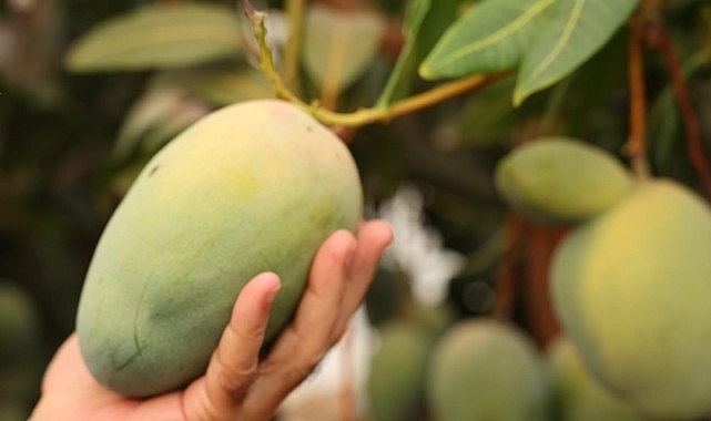 Başkan Böcek’ten avokado ve mango hasadı 