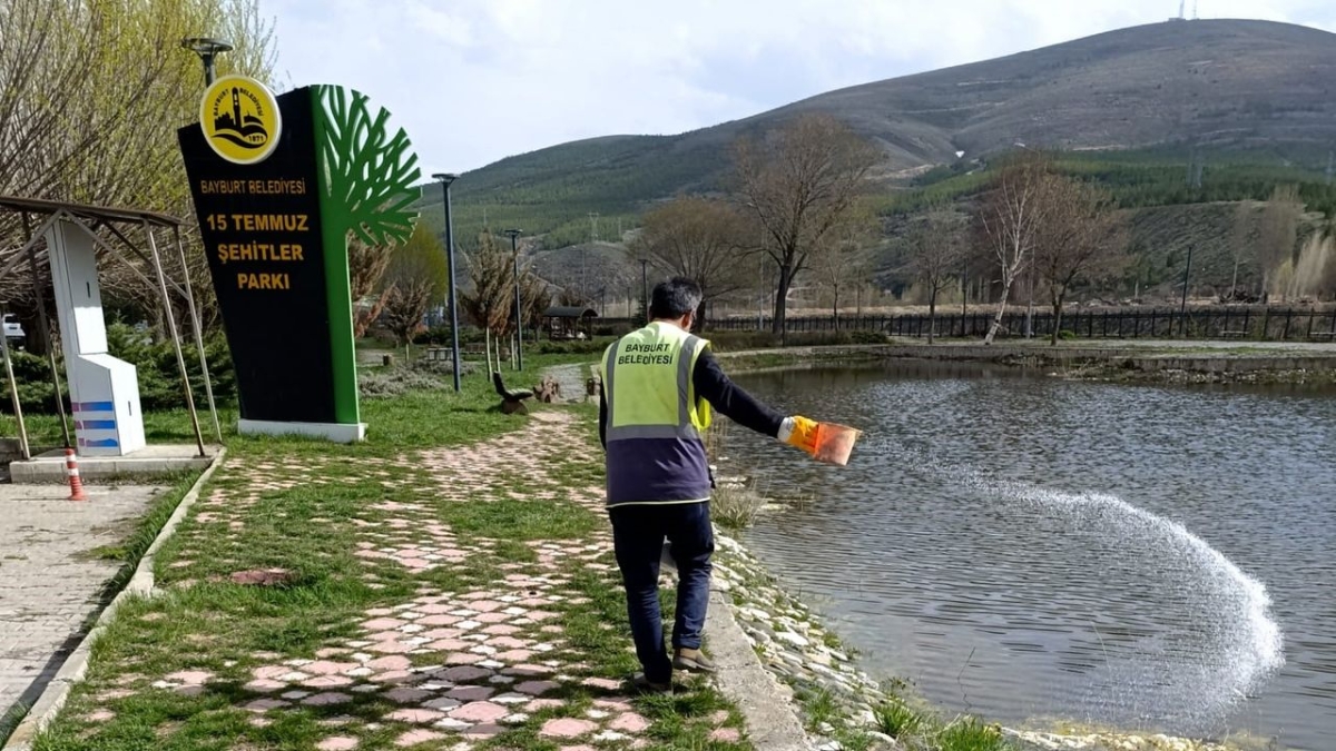 Bayburt'ta larvalarla mücadele başladı