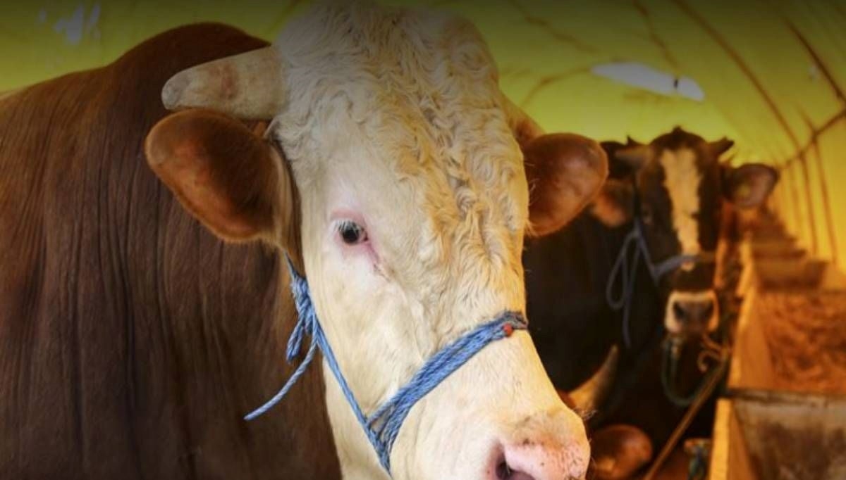 Akika kurban nedir? Akika kurban ne zaman kesilir?
