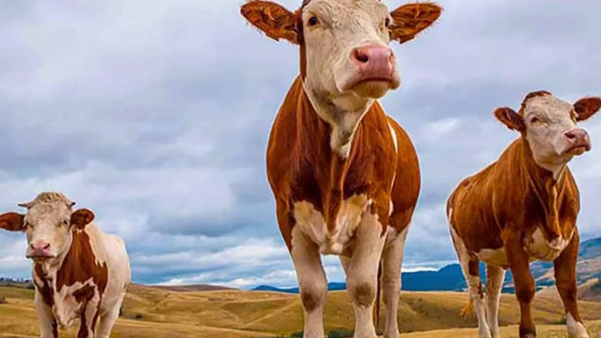 Kurban Bayramı'na sayılı gün kaldı... Kurbanlık hayvan düzeyi yeterli mi?