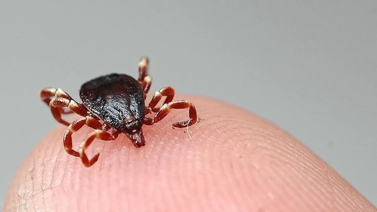 Sivas'ta KKKA alarmı: 6 kişinin tedavisi sürüyor