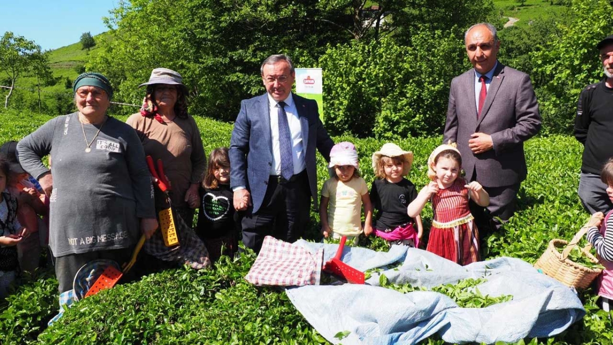 ÇAYKUR geleneği sürdürdü, minikler çay hasadında makas salladı