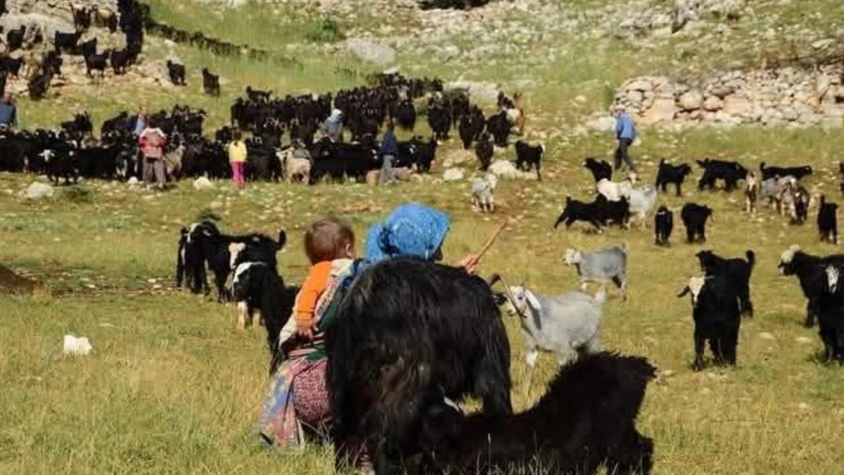 Antalya'da serin diyarlara göç: Yörükler yayla yolunda