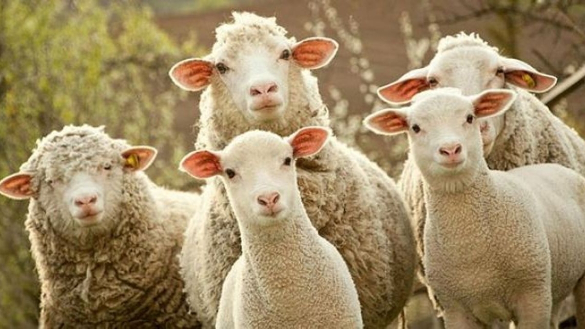 Küçükbaş üreticilerine 3,9 milyar liralık destek ödemesi bugün hesaplarda