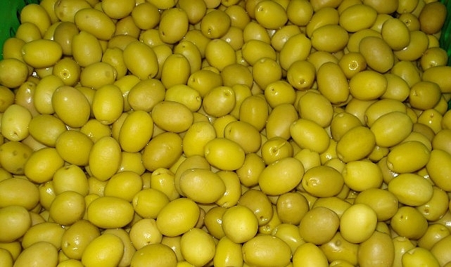 Sofralık zeytin ihracatı 250 milyon dolara koşuyor   