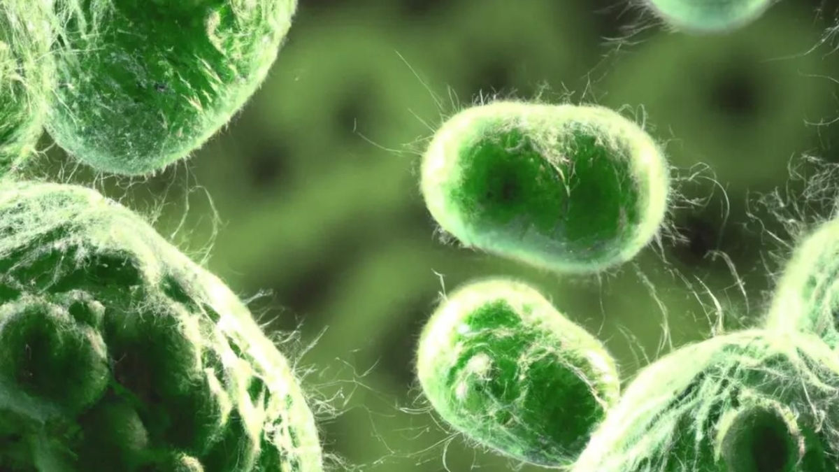 Süper bakteriye karşı umut: Yeni antibiyotik insan denemelerinde son aşamaya geçti