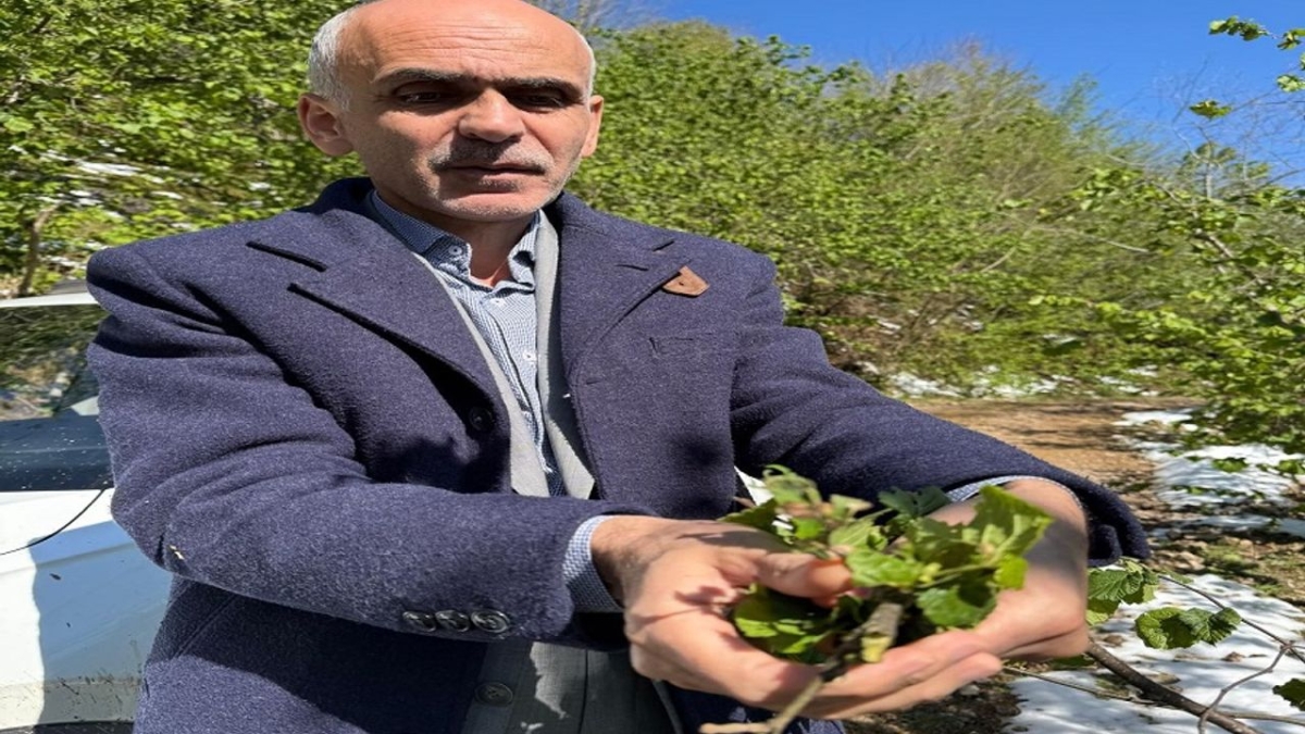 Nurittin Karan: Fındık üretim rekoltesi 450 bin tonu geçmez