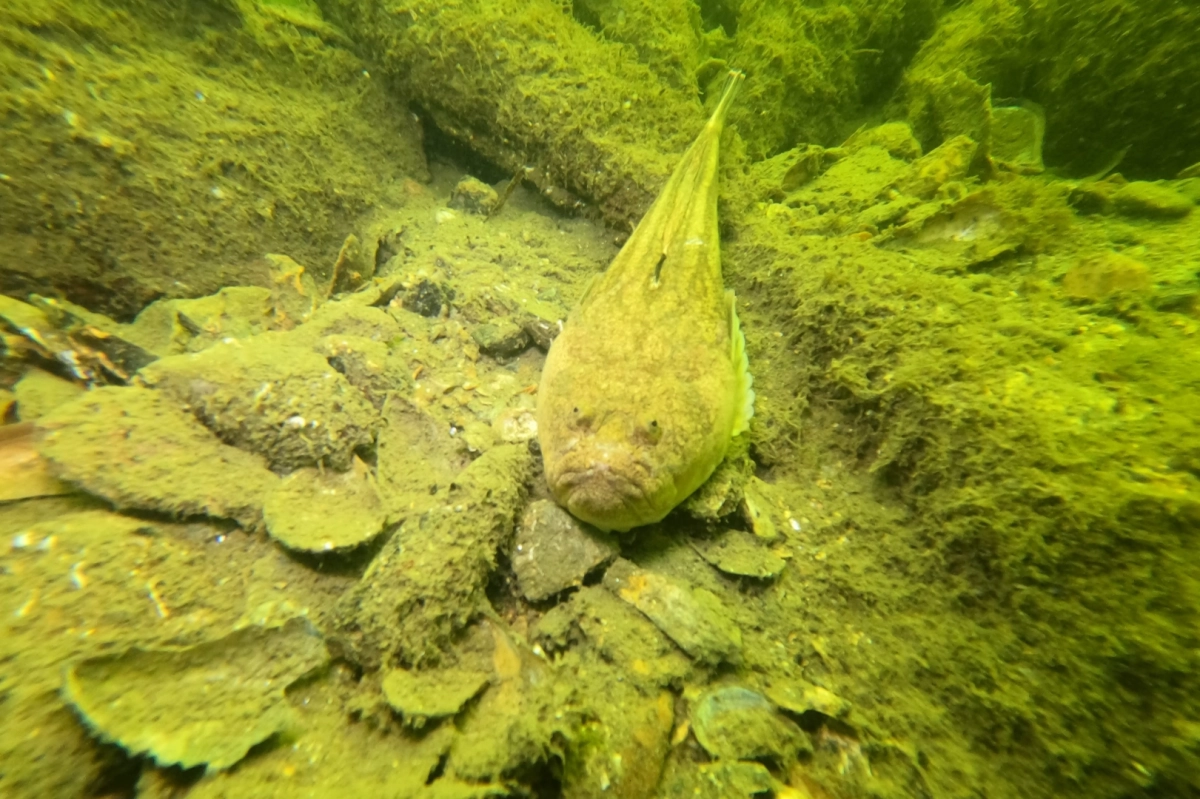 Gemlik Körfezi’nde dalgıçlardan dip temizliği
