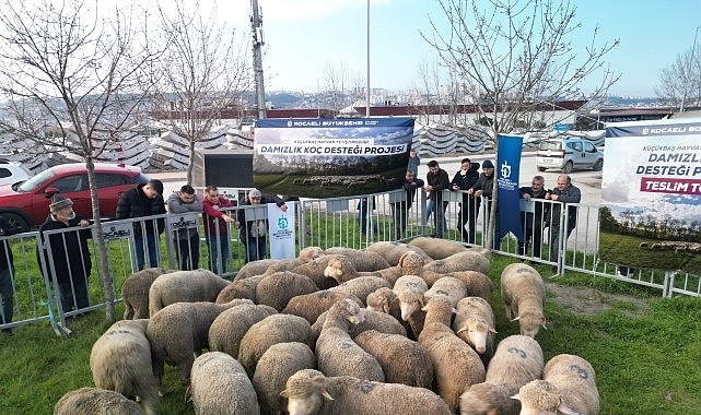 Büyükşehir'den üreticilere damızlık koç desteği