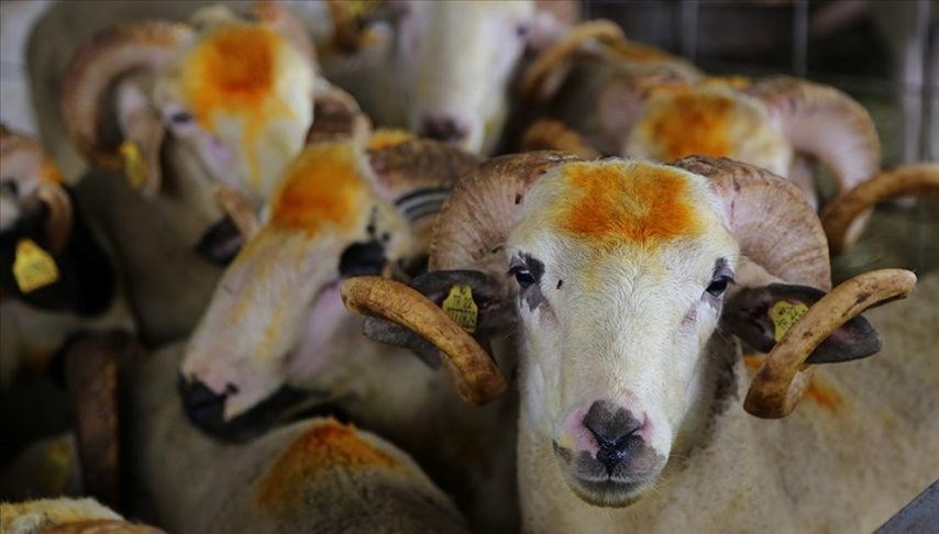 Kurban kesim vakitleri: Kurban ne zaman, bayramın kaçıncı günü kesilmeli?