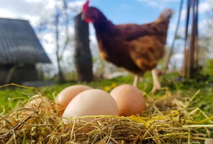 Tavuk Eti Üretimi Yükselirken Yumurta Üretimi Düştü!








