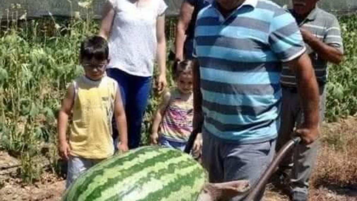 Manavgat'ta dev karpuz! 58 kiloya ulaştı