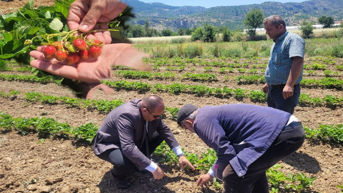 Mamak Köyü’nde çilek ve gül üretimine yakın takip