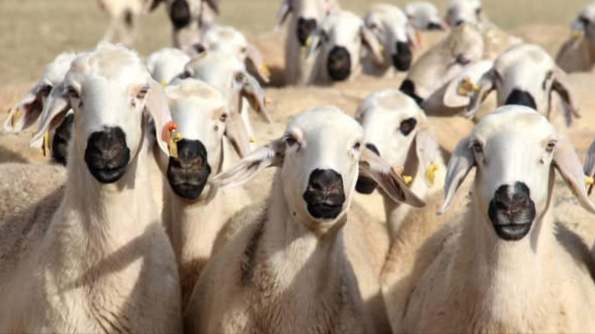 Isparta'da şap hastalığı alarmı