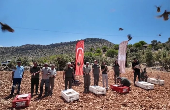 Mardin’de Keklikler Doğayla Buluştu

