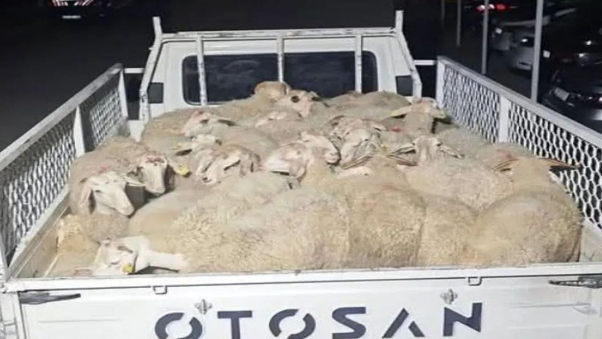 Isparta'da 32 küçükbaş hayvanı çalan şüpheliler Uşak’ta yakalandı