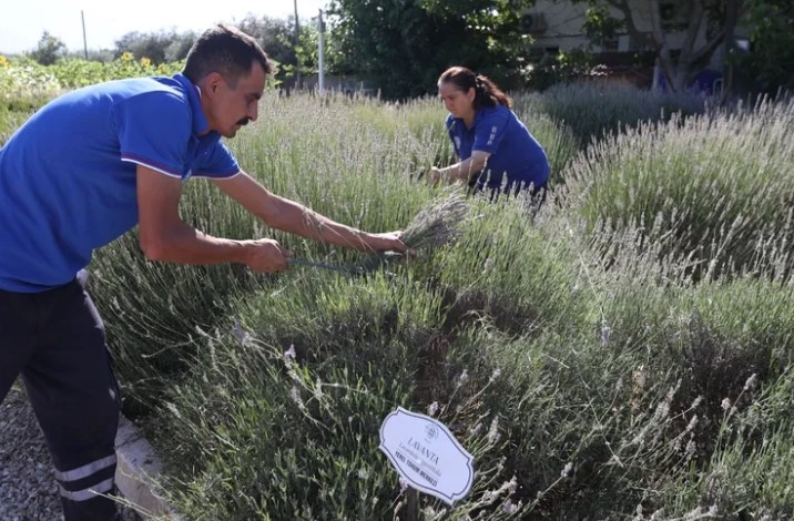 Muğla’da Aromatik Bitkiler Ekonomiye Değer Katıyor

