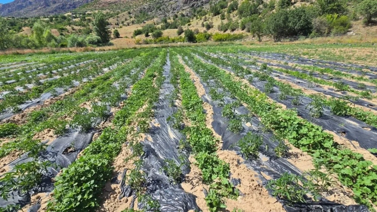 Çamoluk'ta yüzleri güldüren tarım projeleri