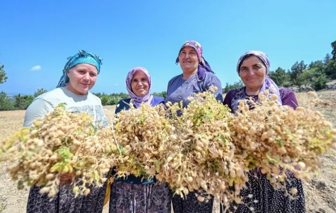 Ata Tohumları Geleceğe Güvenceyle Taşınıyor

