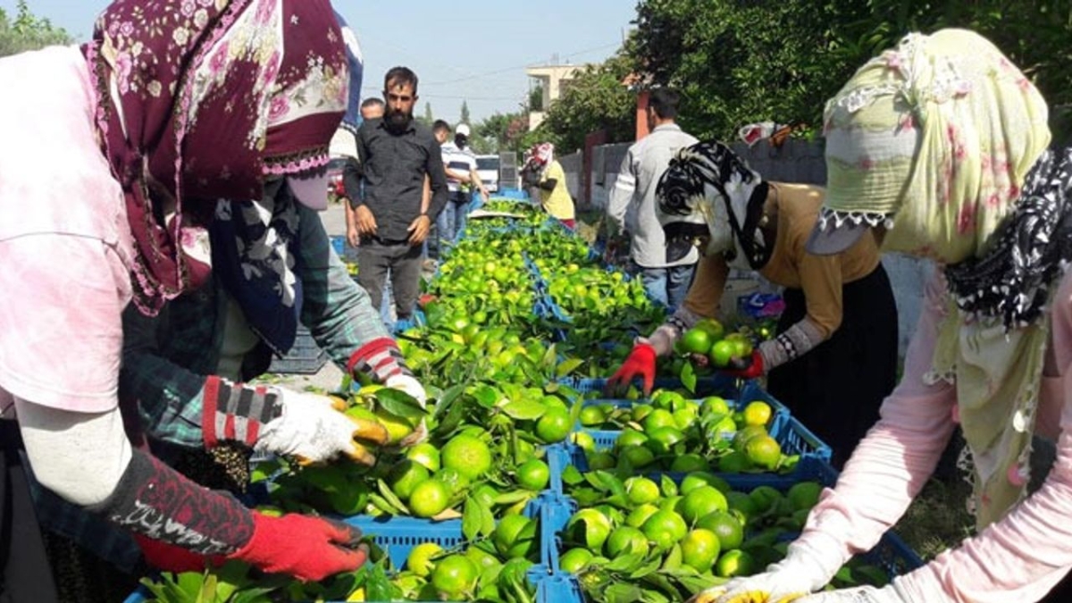 Hatay'da 'Erkenci mandalina' hasadı başladı
