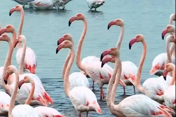 İzmit Körfezi’nde pembe dans