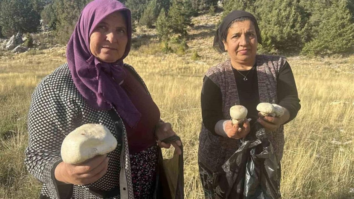 Toroslar’da mantar bereketi başladı