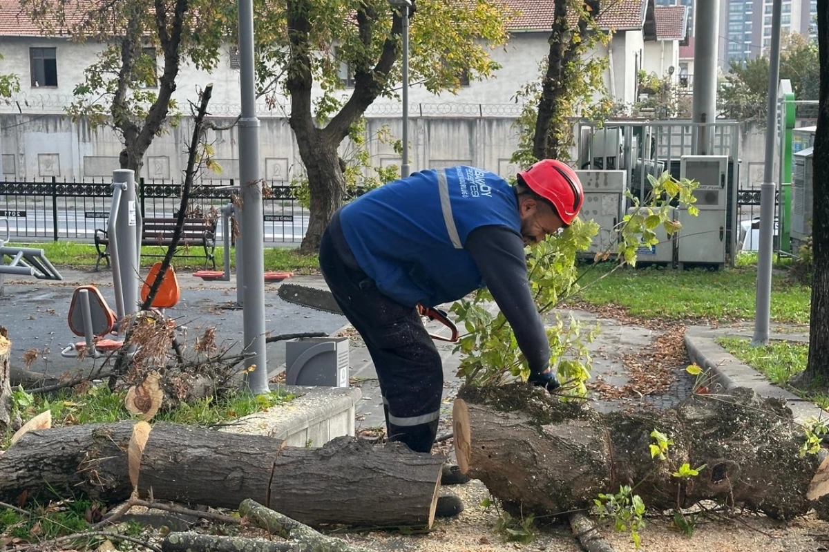 İstanbul Bakırköy'de teke böceğine karşı etkin mücadele