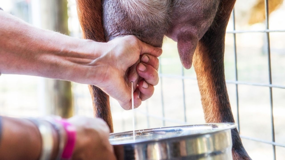 Şap krizi süt üretimini vurdu: Eylül ayında üretim düştü