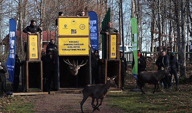 8 kızıl geyik daha Kuzuyayla'da doğaya salındı