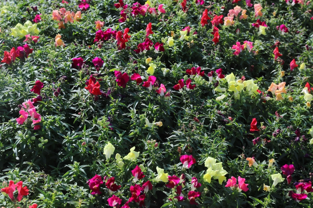 Antalya'da kışlık çiçeklerle rengarenk kent silüeti