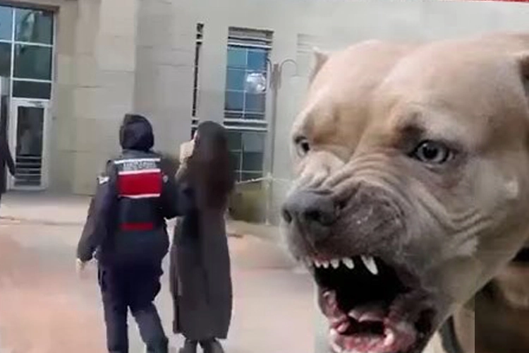 Etimesgut'ta pitbull dehşetinde yeni gelişme... Köpek sahibi tutuklandı!