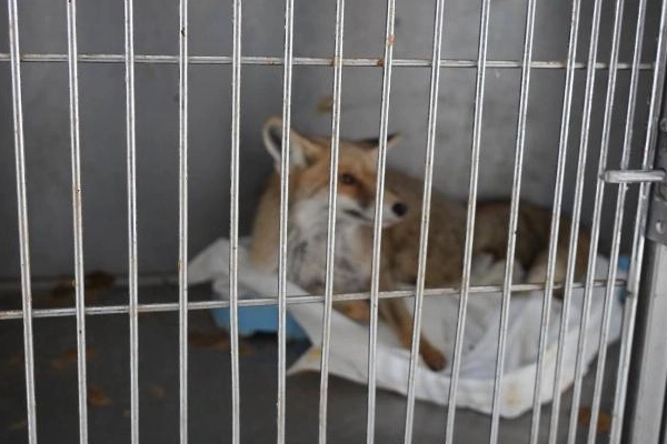 Adıyaman’da yaralı tilki doğaya kavuştu