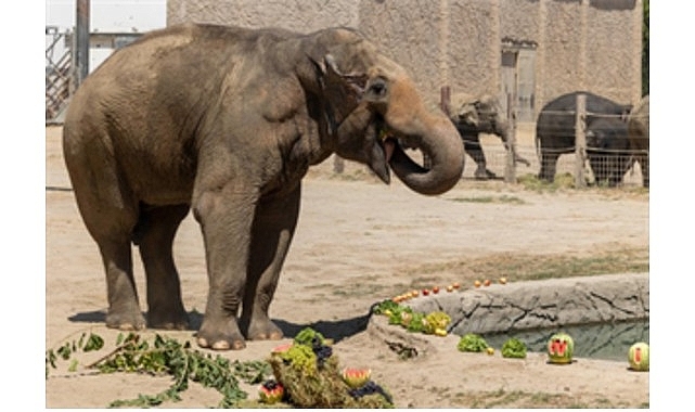 İzmir Doğal Yaşam Parkı’nın fillerine hayat kurtaran ayak bakımı 