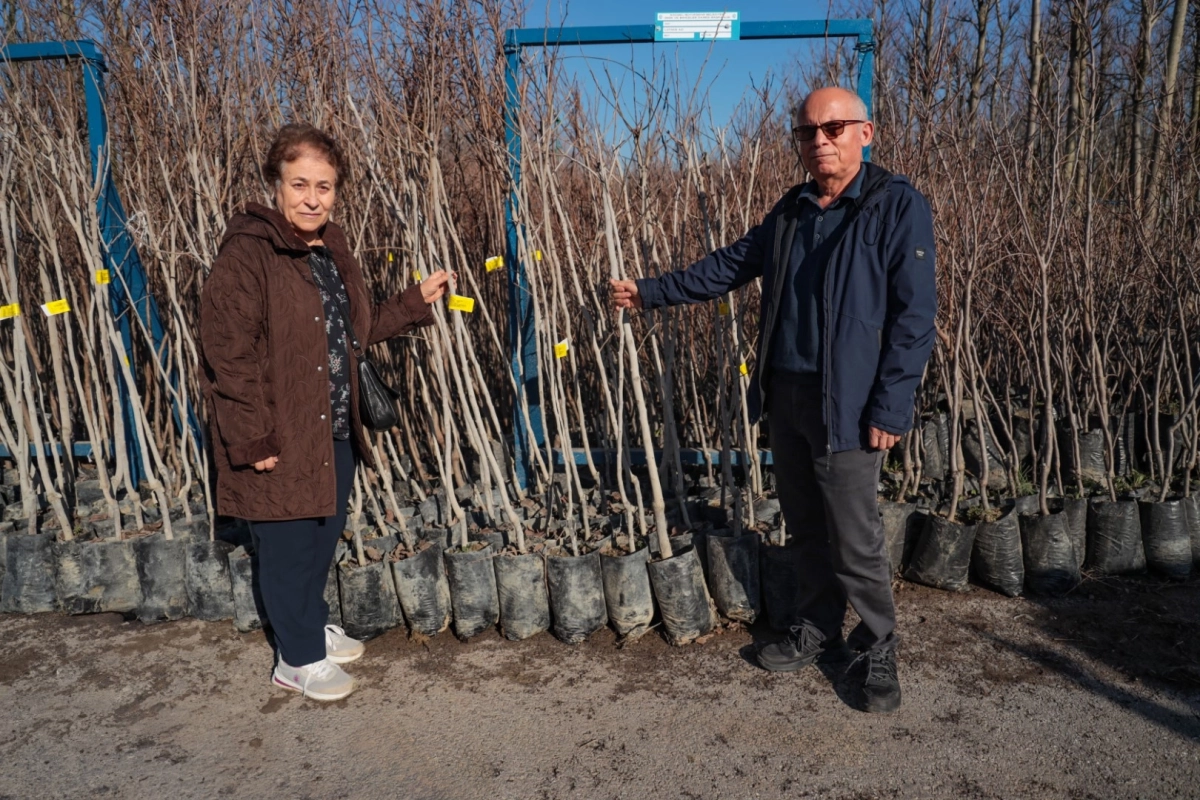 Kocaeli 3 bin 600 Trabzon hurması fidanı dağıtıyor