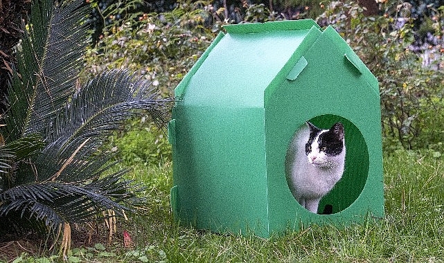 Başkan Tugay söz verdi, kediler sıcak yuvalarına kavuştu
