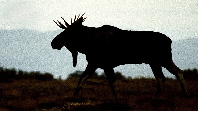 ‘Vahşi Kışla Yarış’,   28 Aralık Pazar 20.00’de   National Geographic WILD Ekranlarında!