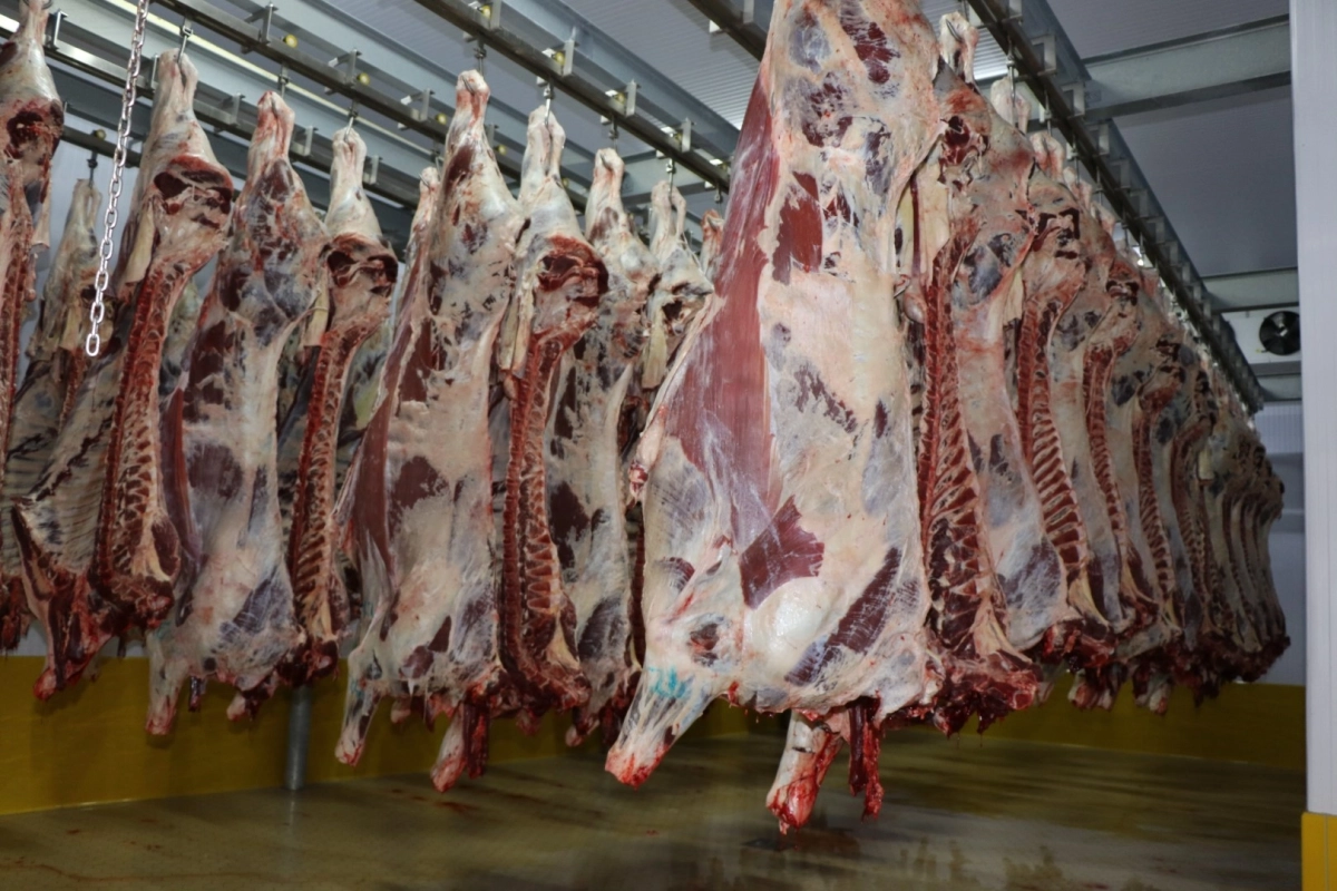 Kocaeli Mezbahası’nda 6 bin 29 kesim yapıldı