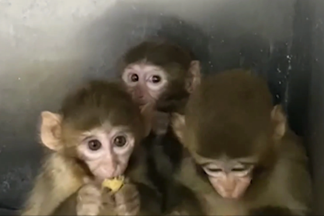 Bursa’da üç makak maymunu koruma altında