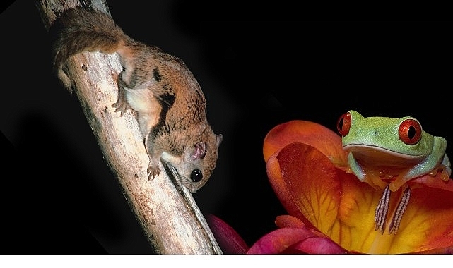 3 Bölümden Oluşan ‘Doğanın En Tuhafları’,   18 Ocak Pazar 20.00’de İlk İki Bölümüyle  National Geographic WILD Ekranlarında!