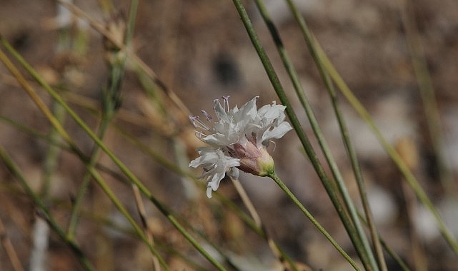 “Çameli pelemiri” bitki literatürüne kazandırıldı