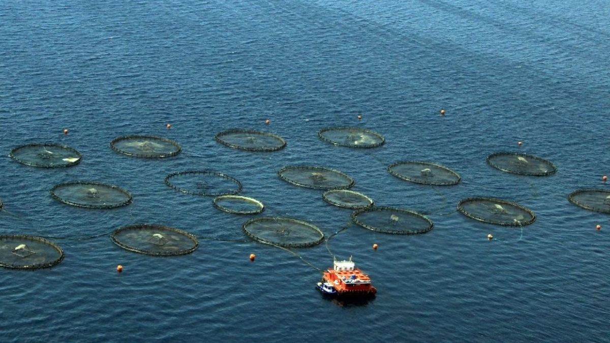 Türkiye, Akdeniz ve Karadeniz balıkçılığında lider konumda