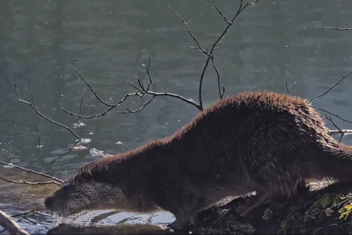 Yedigöller Milli Parkı’nda su samuru görüntülendi