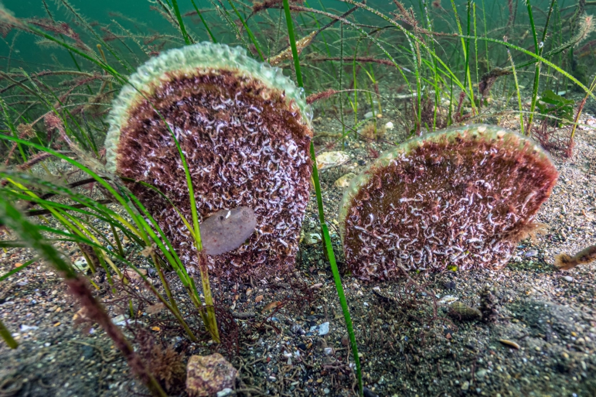 Marmara’dan umut veren keşif! Eskihisar Kalesi dibinde pina popülasyonu