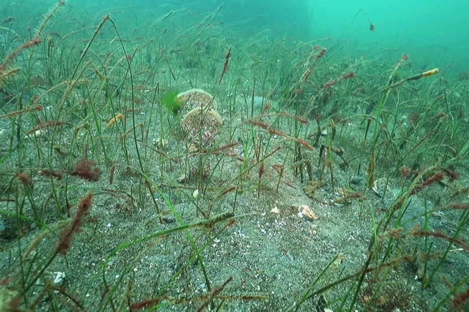 Prof. Dr. Sarı’dan Belediye Başkanlarına çağrı: Marmara için denize inin!