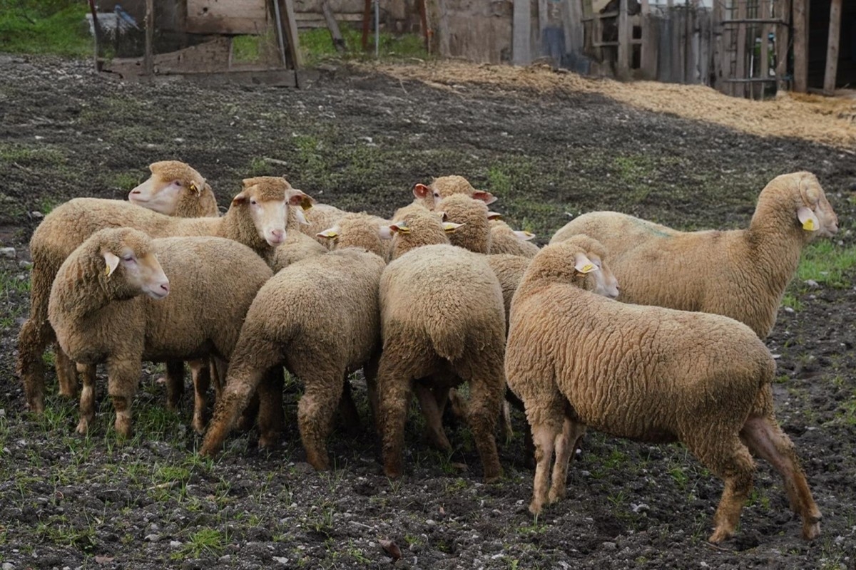 Balıkesir Büyükşehir’den Çiftçiye %100 Damızlık Desteğİ