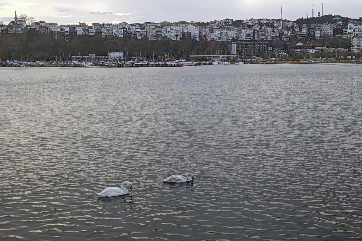 Şile Limanı’nda nadir görüntü... İki kuğu ilgi odağı oldu