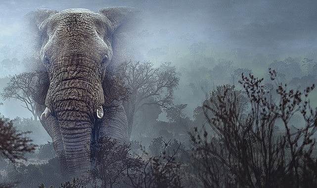 Hayalet Filler’,   11 Mart Çarşamba 20.00’de   National Geographic WILD Ekranlarında!