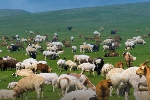 Trakya’da “Kırsalda Bereket, Küçükbaşa Destek” Projesi Başvuruları Başladı