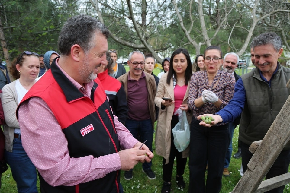Bursa Siyahı İncirde Sıkı Denetim Dönemi