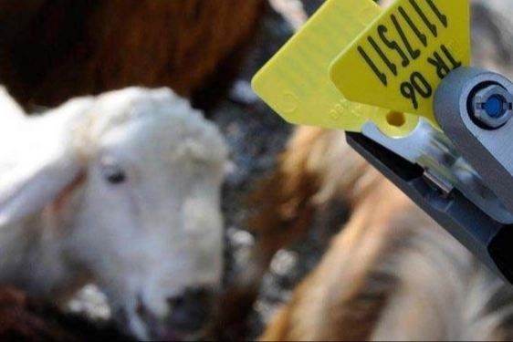 Hayvan sahiplerine aşı ve küpe ücretlerinde önemli ayar... O ücretler desteklemeden düşecek